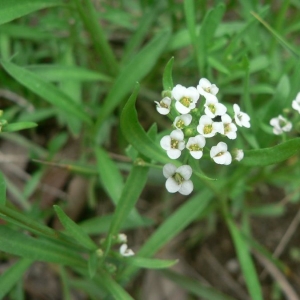 Photographie n°20148 du taxon Lobularia maritima (L.) Desv. [1815]