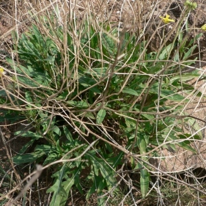 Photographie n°20151 du taxon Diplotaxis tenuifolia (L.) DC. [1821]