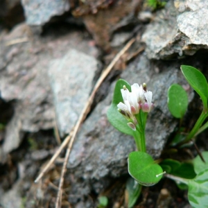 Photographie n°20152 du taxon Cardamine bellidifolia subsp. alpina (Willd.) B.M.G.Jones [1964]