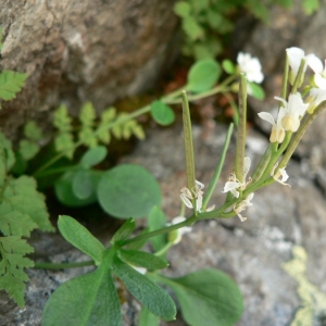 Photographie n°20155 du taxon Cardamine resedifolia L. [1753]