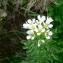  Mathieu MENAND - Cardamine amara L.