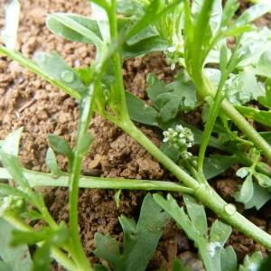 Photographie n°20158 du taxon Lepidium squamatum Forssk. [1775]