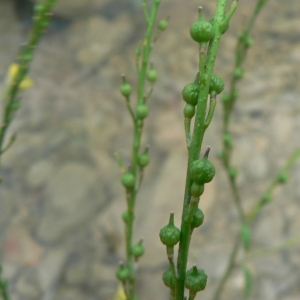 Photographie n°20161 du taxon Rapistrum rugosum subsp. orientale (L.) Arcang. [1882]