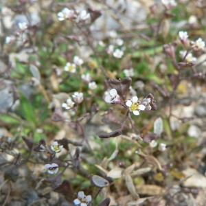 Capsella bursa-pastoris subsp. rubella (Reut.) Hobk. (Bourse-à-pasteur rougeâtre)