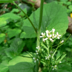 Photographie n°20178 du taxon Cardamine flexuosa With. [1796]