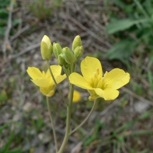 Photographie n°20181 du taxon Diplotaxis tenuifolia (L.) DC. [1821]