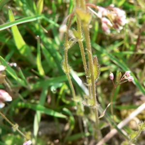 Photographie n°20182 du taxon Draba muralis L.