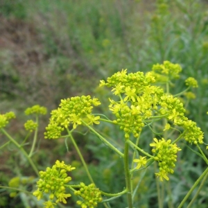 Photographie n°20187 du taxon Isatis tinctoria L.