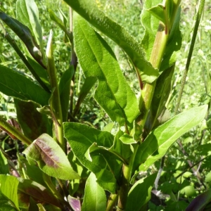  - Hesperis matronalis subsp. matronalis