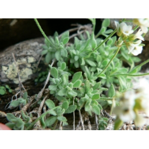 Draba tomentosa subsp. subnivalis (Braun-Blanq.) O.Bolòs & Vigo (Drave des neiges)