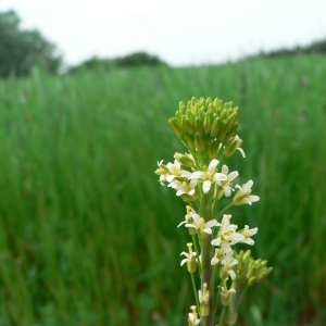 Photographie n°20199 du taxon Turritis glabra L. [1753]