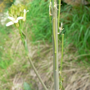 Photographie n°20202 du taxon Turritis glabra L. [1753]