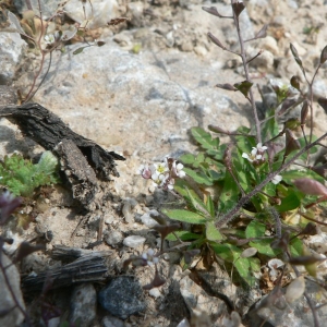 Photographie n°20206 du taxon Capsella rubella Reut. [1854]