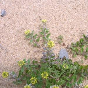 Photographie n°20207 du taxon Alyssum simplex Rudolphi [1799]