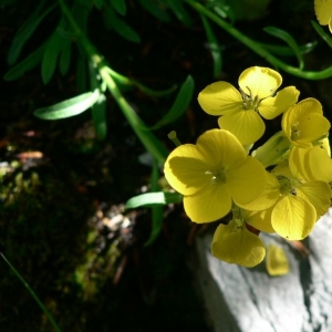 Photographie n°20208 du taxon Erysimum seipkae Polatschek [1979]