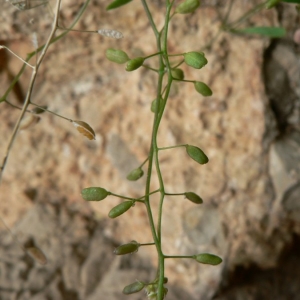  - Hymenolobus procumbens subsp. pauciflorus (W.D.J.Koch) Schinz & Thell. [1921]