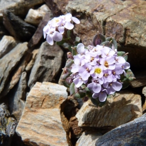 Iberis spathulata DC. subsp. spathulata (Ibéris spatulé)