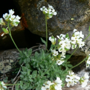  - Draba subnivalis Braun-Blanq. [1945]