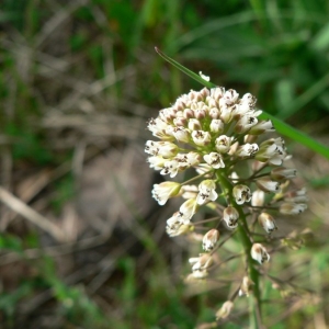 Thlaspi arvernense Jord. ex Boreau (Tabouret verdoyant)