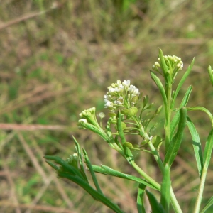 Photographie n°20215 du taxon Lepidium virginicum L. [1753]