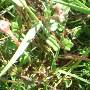 Photographie n°20217 du taxon Cochlearia danica L. [1753]