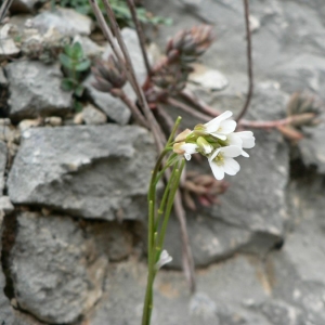 Photographie n°20223 du taxon Arabis collina Ten. [1815]