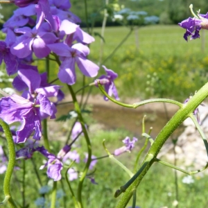 Photographie n°20228 du taxon Hesperis matronalis subsp. matronalis