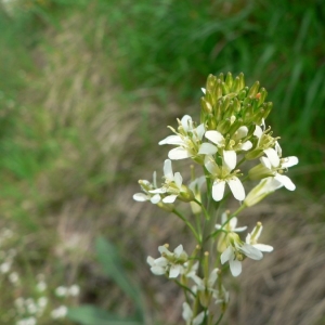 Photographie n°20233 du taxon Turritis glabra L. [1753]