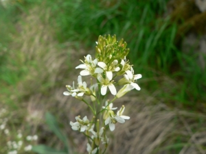 Mathieu MENAND, le 13 mai 2009 (Molompize)