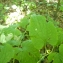  Mathieu MENAND - Lunaria rediviva L.