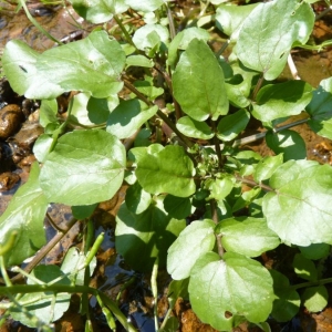 Photographie n°20235 du taxon Nasturtium officinale R.Br. [1812]