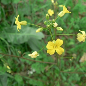 Photographie n°20241 du taxon Bunias erucago L. [1753]