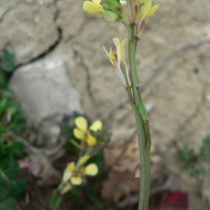 Photographie n°20244 du taxon Rapistrum rugosum subsp. rugosum