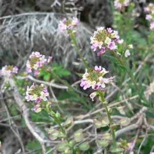 Photographie n°20249 du taxon Aethionema saxatile (L.) R.Br. [1812]