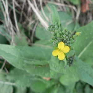 Sinapis rapa (L.) Brot. (Navet potager)