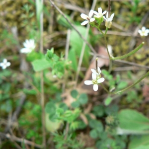 Photographie n°20258 du taxon Arabis auriculata Lam. [1783]