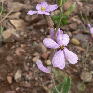 Photographie n°20262 du taxon Moricandia arvensis (L.) DC. [1821]