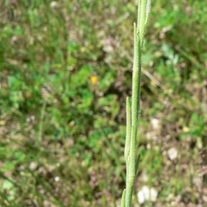 Photographie n°20263 du taxon Sisymbrium officinale (L.) Scop. [1772]