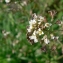  Mathieu MENAND - Capsella bursa-pastoris (L.) Medik.