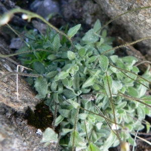  - Draba dubia Suter [1807]