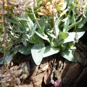  - Noccaea caerulescens subsp. occitanica (Jord.) Kerguélen [1993]