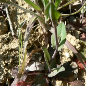 Photographie n°20283 du taxon Kandis perfoliata (L.) Kerguélen