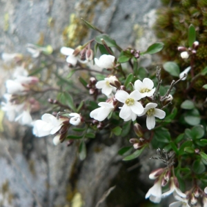 Photographie n°20286 du taxon Cardamine resedifolia L. [1753]