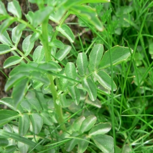 Photographie n°20288 du taxon Cardamine amara L.