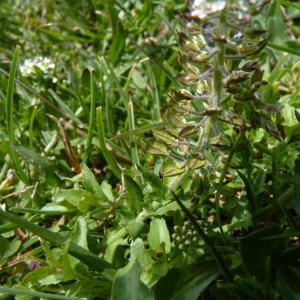 Photographie n°20291 du taxon Lepidium heterophyllum Benth. [1826]