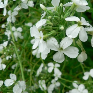 Hesperis inodora var. vrabelyiana Schur (Julienne blanche)