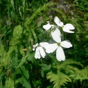  - Hesperis matronalis subsp. nivea (Baumg.) E.P.Perrier [1917]