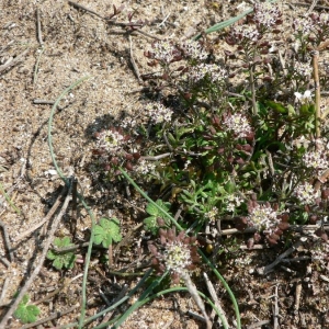 Photographie n°20302 du taxon Hornungia petraea (L.) Rchb. [1838]