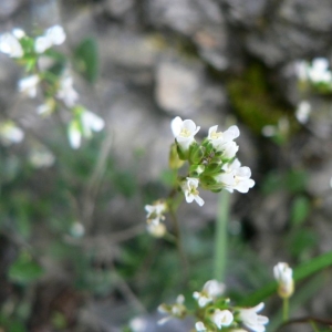 Arabis flexuosa Dulac (Arabette à feuilles de serpolet)