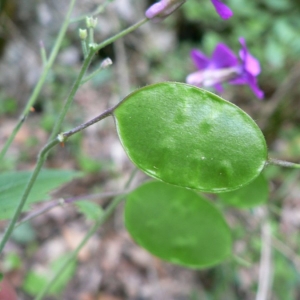 Photographie n°20307 du taxon Lunaria annua L. [1753]